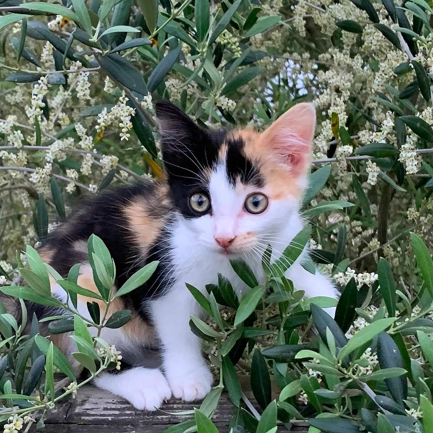 Surprise participe au concours pour gagner de l'argent avec cette photo : animal, calico_cat, cat, closeup, curious, cute, eyes, feline, flowers, greenery, kitten, leaves, nature, outdoor, pet, plants, whiskers, wildlife, wood, young