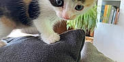 Surprise participe au concours pour gagner de l'argent avec cette photo : animal, bookshelf, calico, cat, closeup, curious, cushion, cute, domestic, furniture, houseplant, indoor, kitten, living_room, paw, pet, sofa, whiskers, window, young