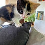 Surprise participe au concours pour gagner de l'argent avec cette photo : animal, bookshelf, calico, cat, closeup, curious, cushion, cute, domestic, furniture, houseplant, indoor, kitten, living_room, paw, pet, sofa, whiskers, window, young