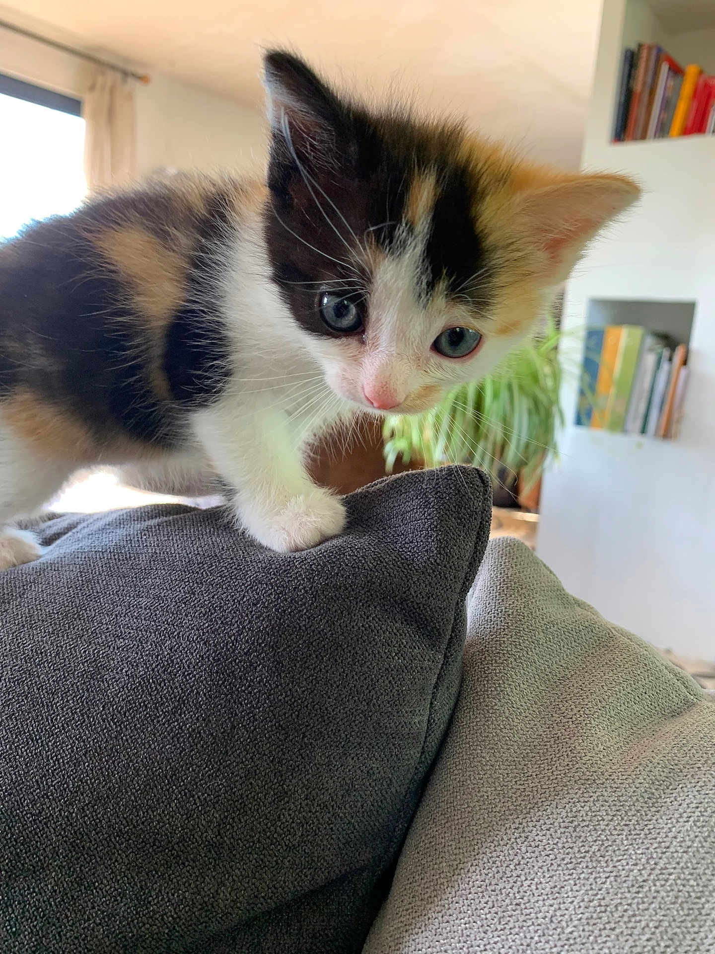 Surprise