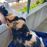 Surprise a rejoint le concours — aidez-le/la à gagner de superbes lots ! cat, calico_cat, pet, animal, fur, outdoor, balcony, railing, person, hand, lap, resting, looking_up, building, urban, greenery, daylight, closeup, comfort, relaxation