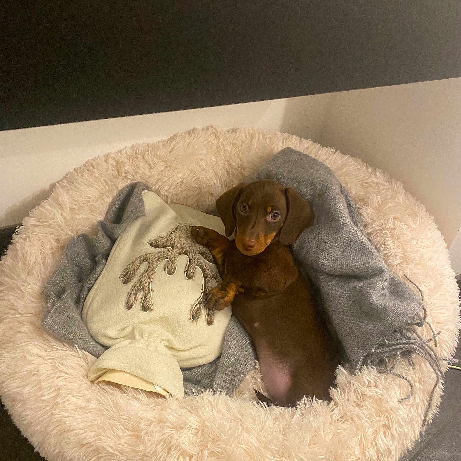 Bobbie a rejoint le concours — aidez-le/la à gagner de superbes lots ! animal, blanket, canine, dog, dogbed, pet, puppy