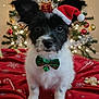 dog, christmas_tree, holiday, festive, santa_hat, bow_tie, christmas_decorations, ornaments, gingerbread_cookies, red_blanket, snowflakes, indoor, pet, cute, black_and_white_dog, holiday_lights, celebration, christmas, winter, gift_box