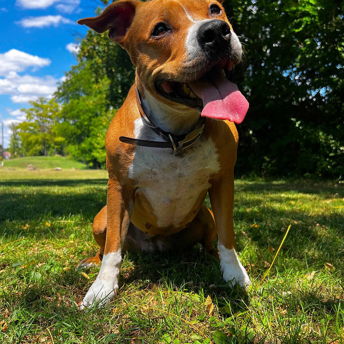 Sia a rejoint le concours — aidez-le/la à gagner de superbes lots ! animal, bodypart, boxer, bulldog, canine, dog, field, grass, grassland, hound, lawn, mouth, nature, outdoors, person, pet, pitbull, plant, tree, vegetation