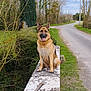 Guess participe au concours pour gagner de l'argent avec cette photo : animal, bushes, clouds, country_road, dog, fence, german_shepherd, grass, happy, leafless_trees, nature, outdoor, pet, road, rural, sitting, sky, stone_wall, tongue_out, trees