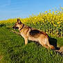 Guess participe au concours pour gagner de l'argent avec cette photo : animal, blue_sky, canine, daylight, dog, field, flora, flowers, german_shepherd, grass, green_grass, mammal, nature, outdoor, path, pet, standing, summer, sunny, yellow_flowers