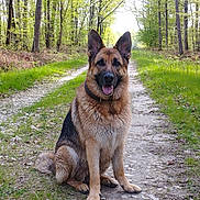 Guess a rejoint le concours — aidez-le/la à gagner de superbes lots ! alert, animal, canine, daylight, dog, forest, fur, german_shepherd, greenery, happy, mammal, nature, outdoor, path, pet, scenery, sitting, tongue_out, trees, wildlife