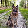 alert, animal, canine, daylight, dog, forest, fur, german_shepherd, greenery, happy, mammal, nature, outdoor, path, pet, scenery, sitting, tongue_out, trees, wildlife