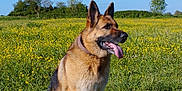 Guess a rejoint le concours — aidez-le/la à gagner de superbes lots ! animal, blue_sky, canine, collar, daytime, dog, field, german_shepherd, grass, greenery, mammal, nature, outdoor, pet, portrait, sitting, summer, sunlight, tongue_out, wildflowers