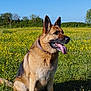 animal, blue_sky, canine, collar, daytime, dog, field, german_shepherd, grass, greenery, mammal, nature, outdoor, pet, portrait, sitting, summer, sunlight, tongue_out, wildflowers