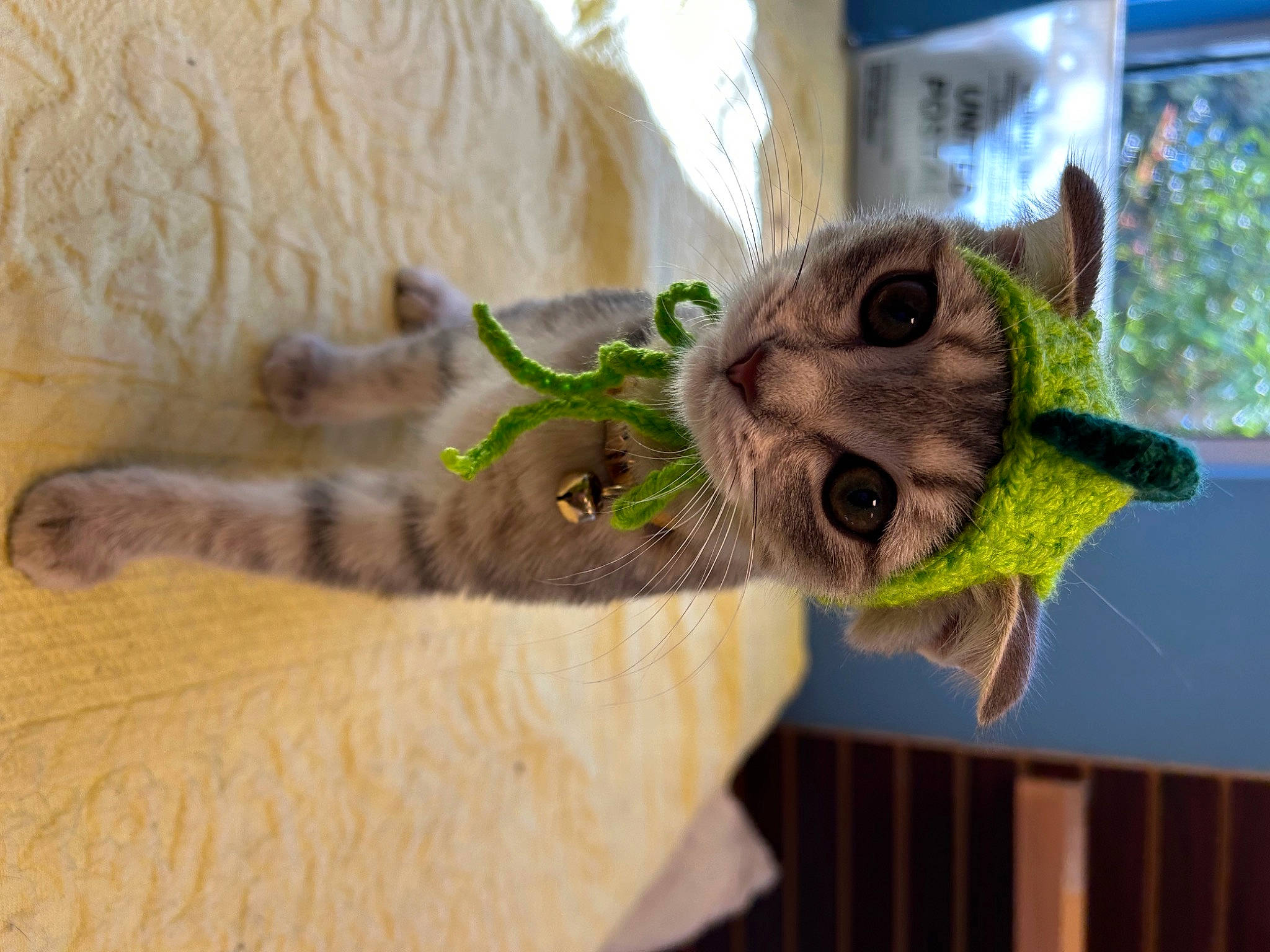 Anya is registered to the contest to win money with this photo: canidae, cat, dog_breed, domestic_short_haired_cat, ear, fawn, felidae, flooring, grass, houseplant, plant, small_to_medium_sized_cats, snout, stuffed_toy, tail, terrestrial_animal, toy, whiskers, wood, working_animal