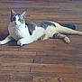 animal, cat, curious, domestic_animal, ears, feline, floor, fur, gray_fur, indoor, laying_down, looking, mammal, pet, quiet, relaxed, tail, whiskers, white_fur, wooden_floor
