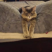 Poncho joined the competition — help win amazing prizes! cat, gray_cat, fluffy, stretching, bed, blanket, cozy, indoor, pet, feline, paws, fur, relaxed, candles, wooden_shelf, night, home, comfort, sleepy, cute