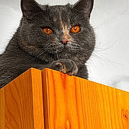 Ymmi participe au concours pour gagner de l'argent avec cette photo : animal, cat, close_up, cute, domestic_animal, ears, feline, fluffy, furniture, gray_cat, home, indoor, looking_down, orange_eyes, paw, pet, portrait, sitting, whiskers, wooden_cabinet