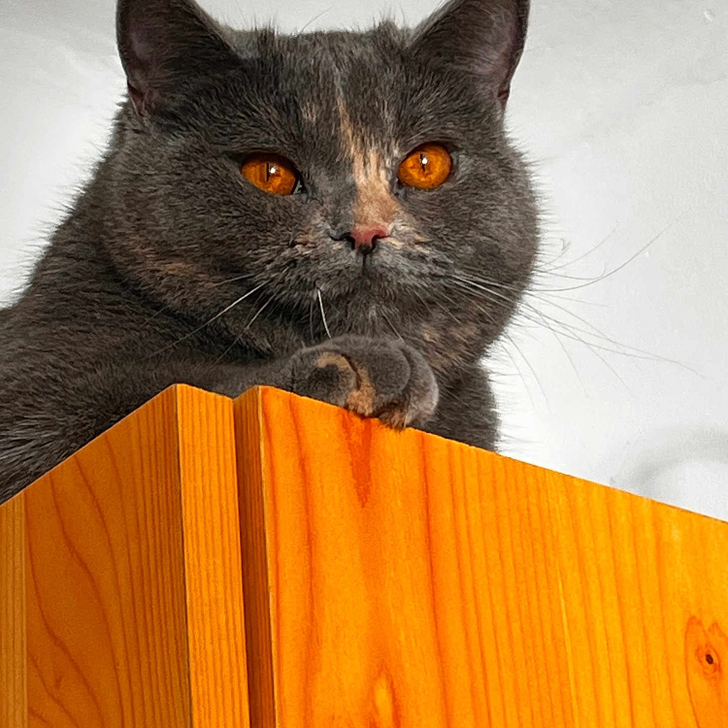 Ymmi participe au concours pour gagner de l'argent avec cette photo : animal, cat, close_up, cute, domestic_animal, ears, feline, fluffy, furniture, gray_cat, home, indoor, looking_down, orange_eyes, paw, pet, portrait, sitting, whiskers, wooden_cabinet