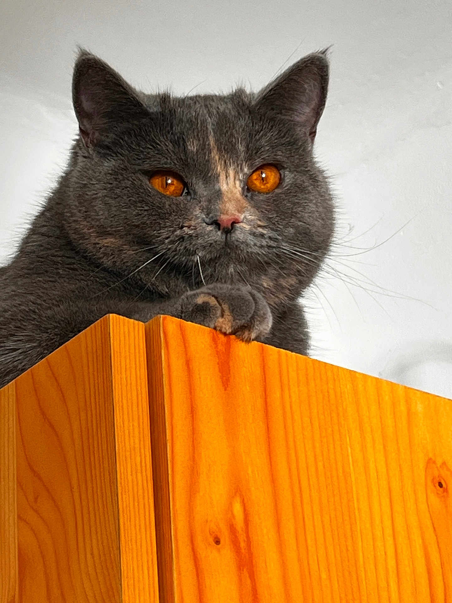 Ymmi participe au concours pour gagner de l'argent avec cette photo : animal, cat, close_up, cute, domestic_animal, ears, feline, fluffy, furniture, gray_cat, home, indoor, looking_down, orange_eyes, paw, pet, portrait, sitting, whiskers, wooden_cabinet