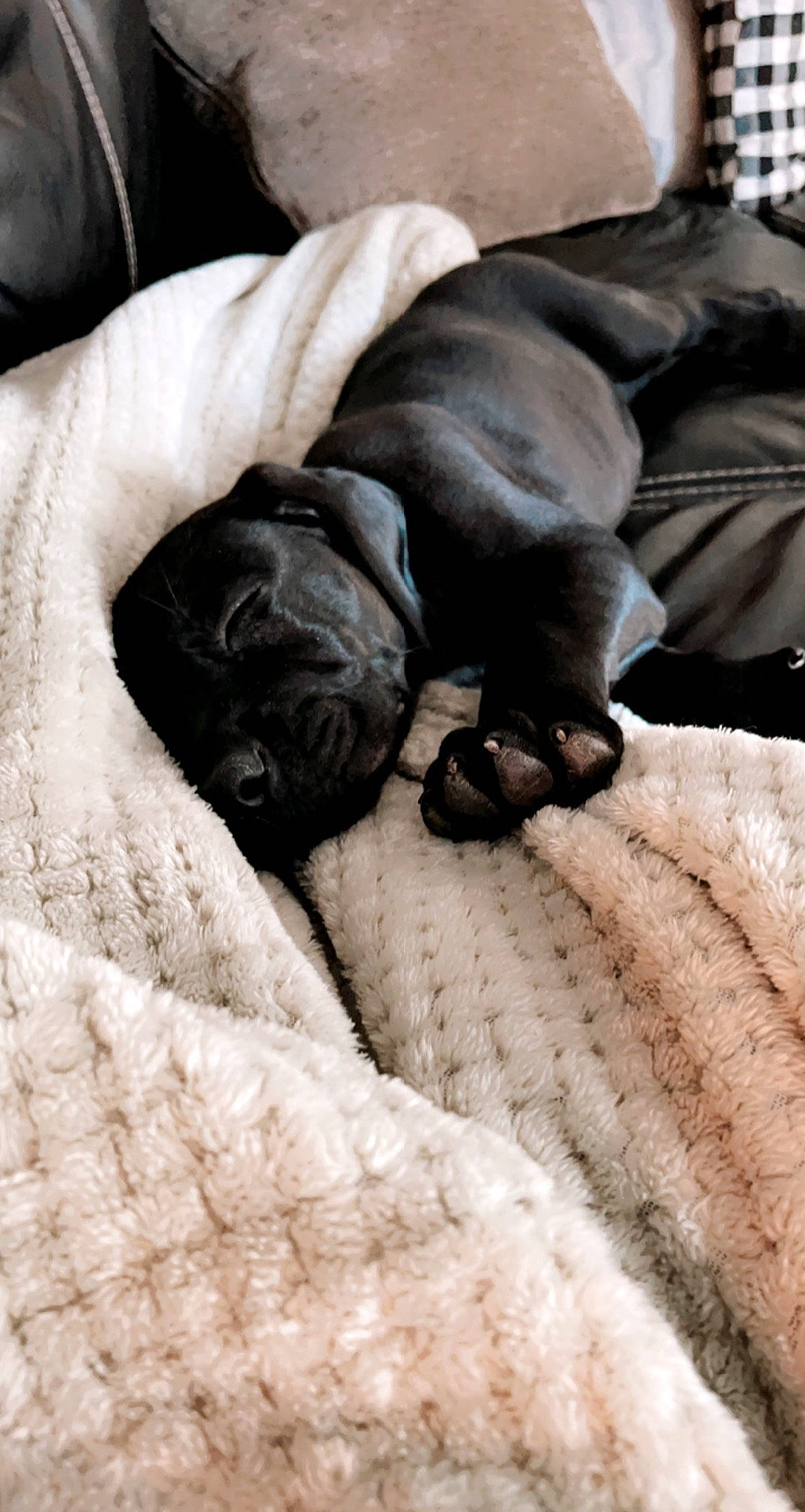 Blue Dream is registered to the contest to win money with this photo: bored, bulldog, canidae, carnivore, comfort, companion_dog, dog, dog_breed, fawn, grey, liver, nap, pug, sleep, snout, sporting_group, terrestrial_animal, toy_dog, working_animal, wrinkle