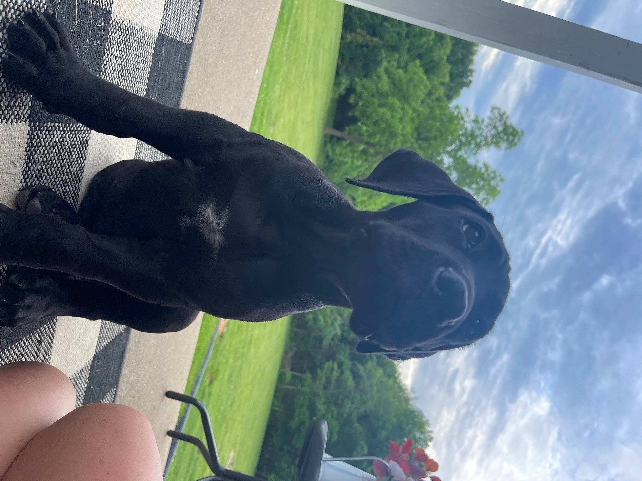 Blue Dream joined the competition — help win amazing prizes! carnivore, cloud, dog, dog_breed, elbow, fawn, gesture, grass, happy, leisure, plant, sculpture, sky, snout, sporting_group, sunlight, tail, thigh, tree, window