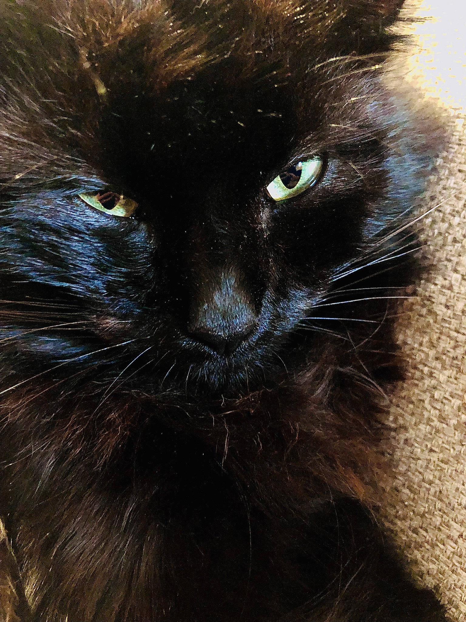 Moka participe au concours pour gagner de l'argent avec cette photo : black_cat, carnivore, cat, close_up, domestic_short_haired_cat, electric_blue, felidae, fur, mammal, small_to_medium_sized_cats, snout, tail, terrestrial_animal, vertebrate, whiskers, wildlife, working_animal