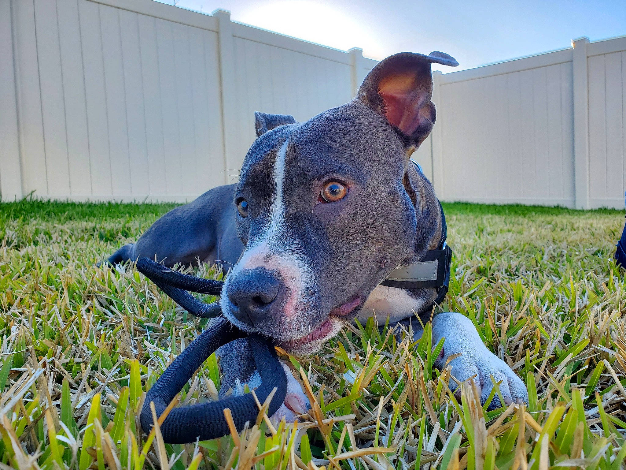 Bean joined the competition — help win amazing prizes! american_pit_bull_terrier, american_staffordshire_terrier, canidae, carnivore, dog, dog_breed, ear, fawn, grass, mammal, non_sporting_group, nose, pit_bull, plant, snout, sporting_group, terrier, vertebrate