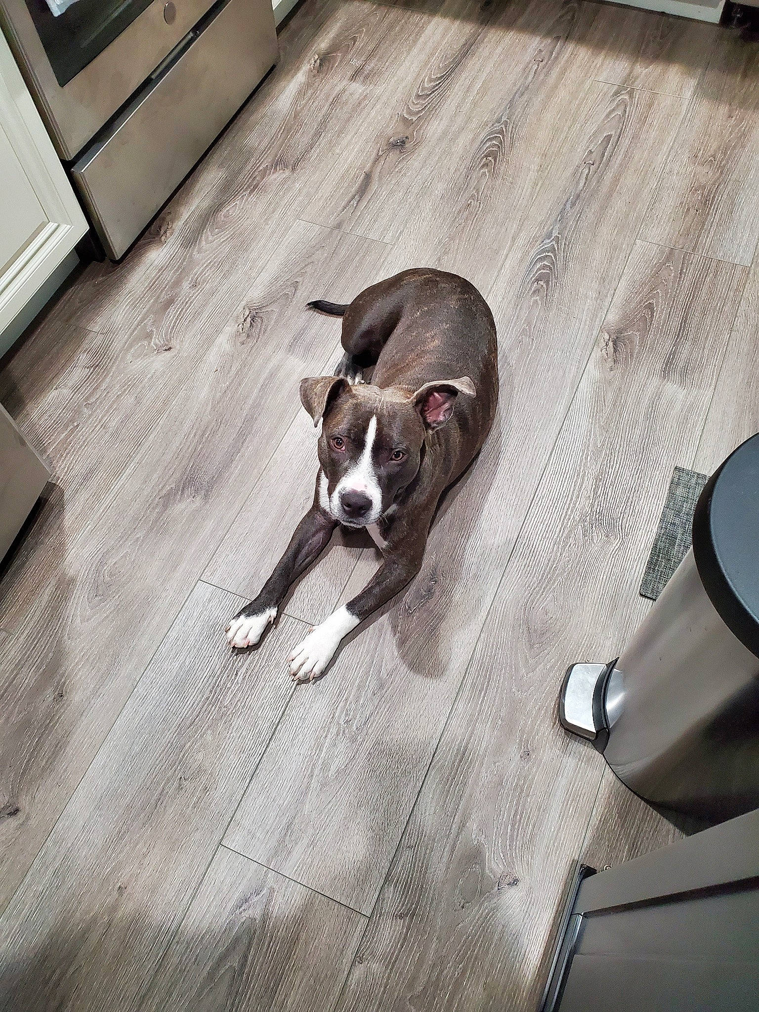 Bean joined the competition — help win amazing prizes! american_staffordshire_terrier, boston_terrier, canidae, carnivore, companion_dog, dog, dog_breed, ear, fawn, floor, flooring, hardwood, non_sporting_group, pit_bull, puppy, snout, tail, tile, wood