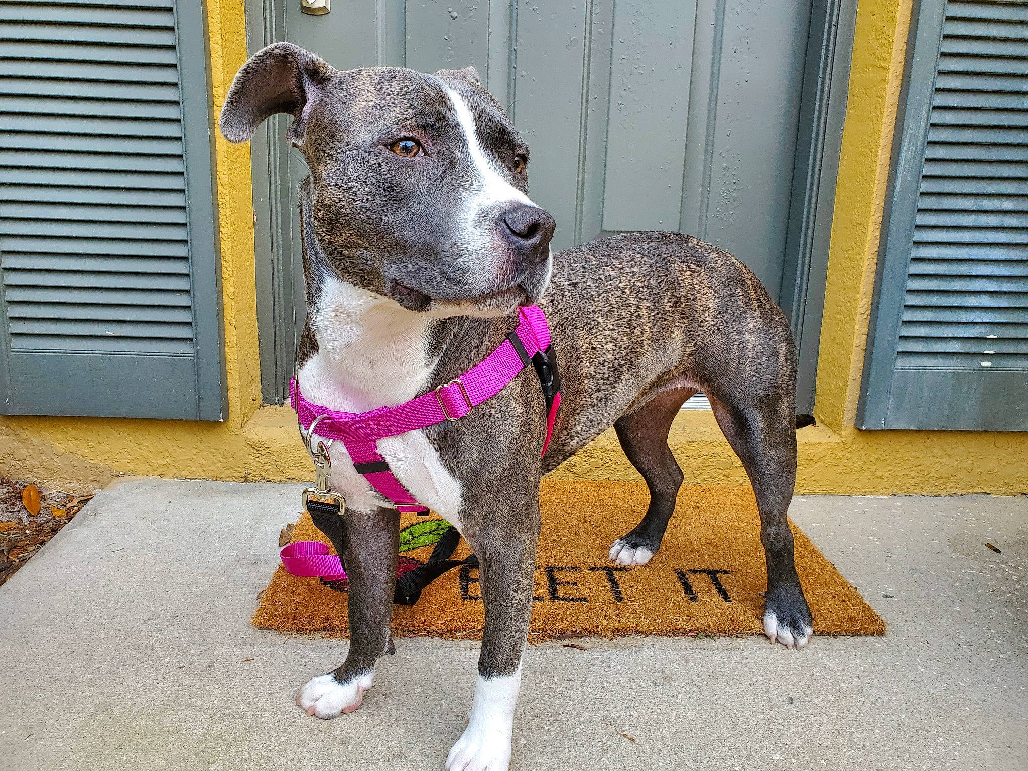 Bean joined the competition — help win amazing prizes! alaunt, american_pit_bull_terrier, american_staffordshire_terrier, canidae, carnivore, catahoula_bulldog, collar, dog, dog_breed, dog_collar, fawn, mammal, non_sporting_group, old_english_terrier, pit_bull, rare_breed_dog, snout, sporting_group, staffordshire_bull_terrier, vertebrate