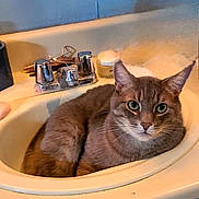 Solo joined the competition — help win amazing prizes! animal, bathroom, cat, closeup, container, cozy, curious, domestic, feline, fur, gray_cat, green_eyes, household, indoor, pet, relaxed, sink, soap, tap, whiskers