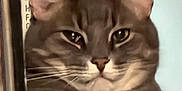Solo is registered to the contest to win money with this photo: animal, background, blur, bottle, cat, close_up, curious, domestic_cat, ears, expression, face, feline, fur, gray_tabby, green_cap, indoor, looking, pet, portrait, whiskers