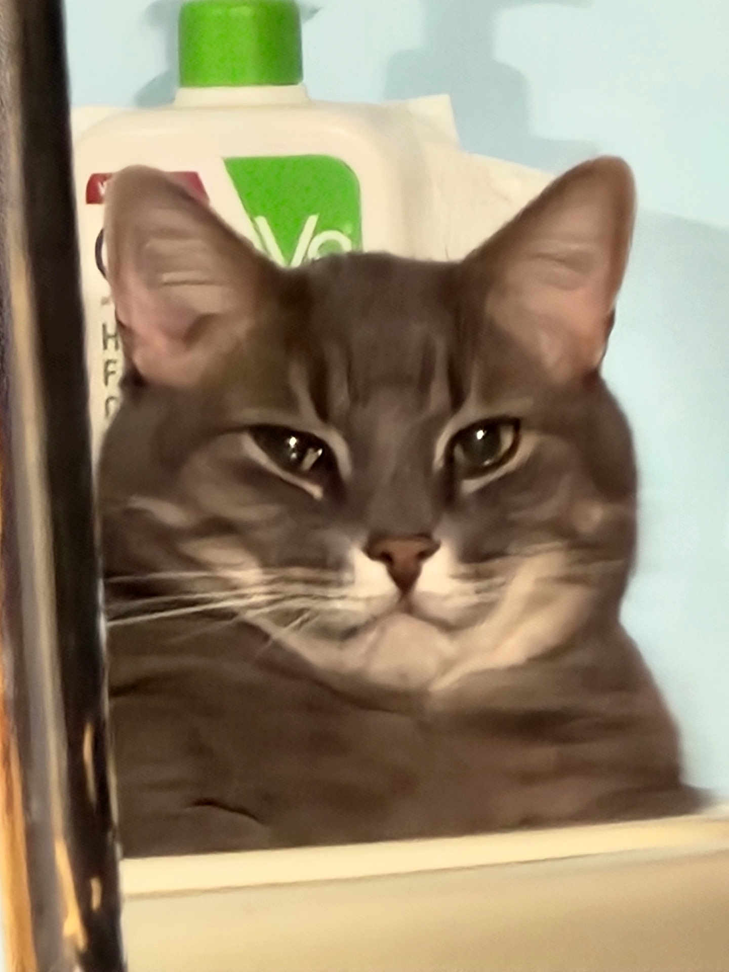 Solo is registered to the contest to win money with this photo: animal, background, blur, bottle, cat, close_up, curious, domestic_cat, ears, expression, face, feline, fur, gray_tabby, green_cap, indoor, looking, pet, portrait, whiskers