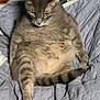 Solo is registered to the contest to win money with this photo: animal, bedroom, blanket, cat, cozy, cute, expression, feline, fur, furniture, gray_cat, indoor, paw, pet, plush, quilt, resting, sitting, tabby, tail