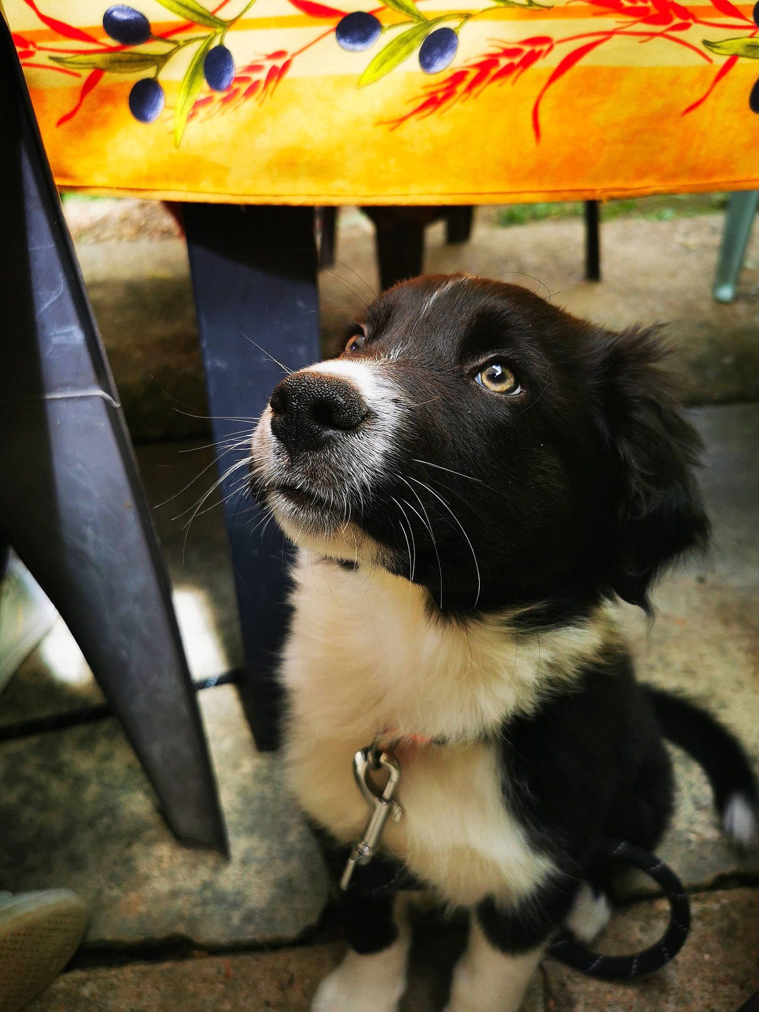 Helios participe au concours pour gagner de l'argent avec cette photo : borador, canidae, carnivore, chair, collar, companion_dog, dog, dog_breed, dog_collar, fashion_accessory, fur, leash, outdoor_furniture, pet_supply, snout, sporting_group, whiskers, wood, working_animal, working_dog