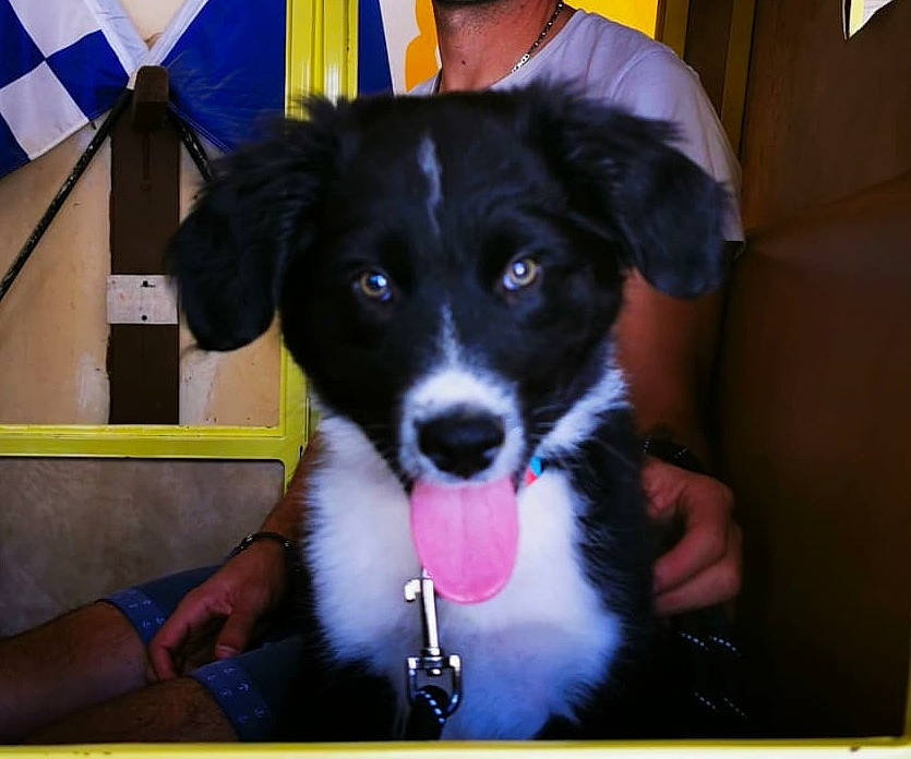 Helios a rejoint le concours — aidez-le/la à gagner de superbes lots ! australian_collie, border_collie, canidae, carnivore, companion_dog, dog, dog_breed, fur, herding_dog, snout, sporting_group, umbrella, whiskers, working_animal, working_dog