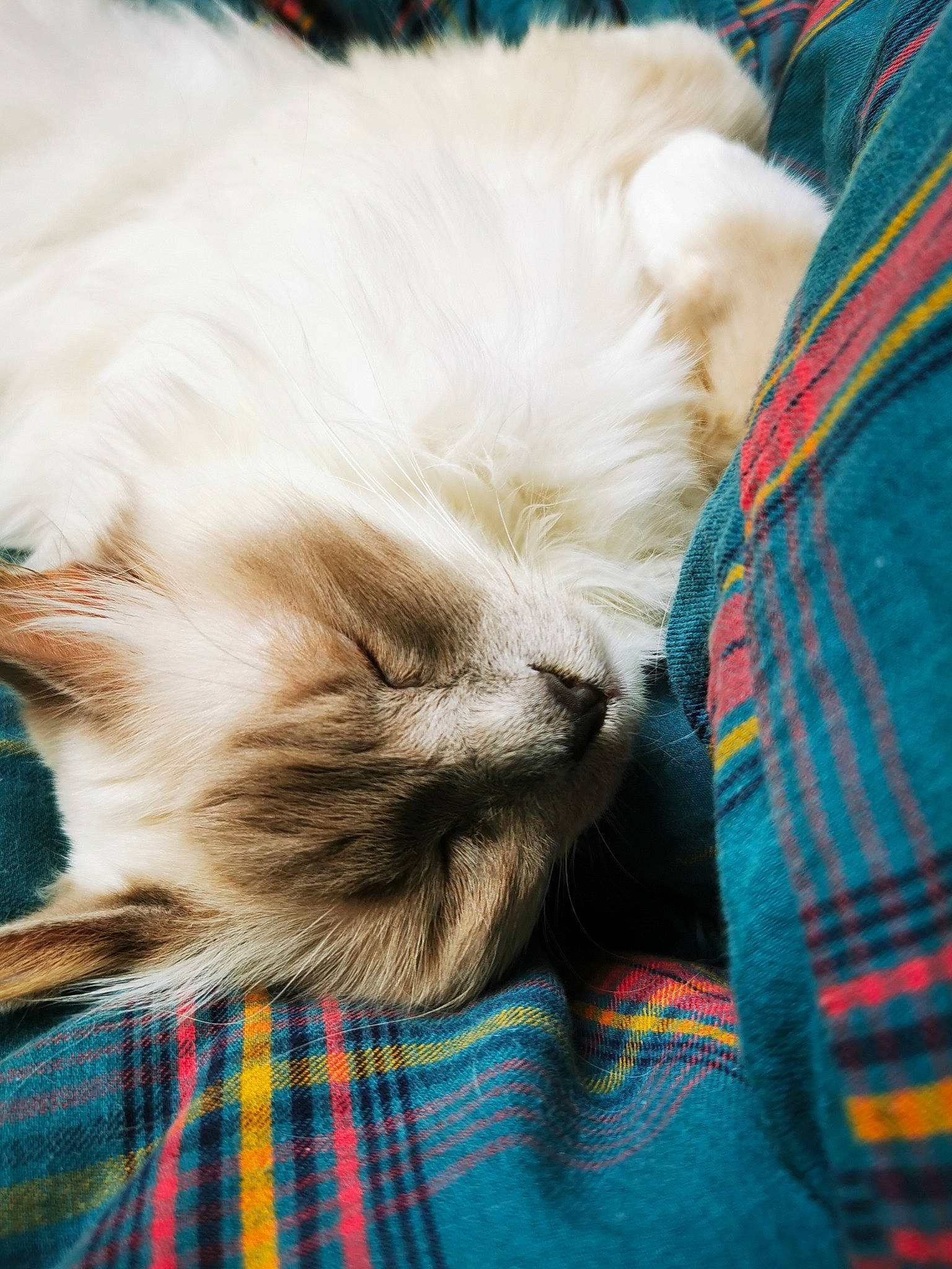 Ollie a rejoint le concours — aidez-le/la à gagner de superbes lots ! carnivore, cat, claw, comfort, companion_dog, dog_breed, fawn, felidae, fur, nap, orange, pattern, paw, plaid, small_to_medium_sized_cats, snout, tail, tartan, textile, whiskers