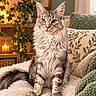 animal, blanket, candles, cat, couch, cozy, cushion, fluffy, golden_eyes, indoors, living_room, long_hair, pet, plant, portrait, relaxed, sitting, tabby, warm_lighting, whiskers
