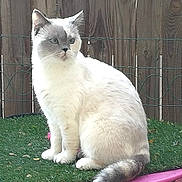 Momo a rejoint le concours — aidez-le/la à gagner de superbes lots ! cat, animal, pet, white_cat, gray_markings, sitting, outdoor, fence, wooden_fence, green_surface, tail, fur, whiskers, ears, eyes, nature, garden, quiet, calm, domestic_cat