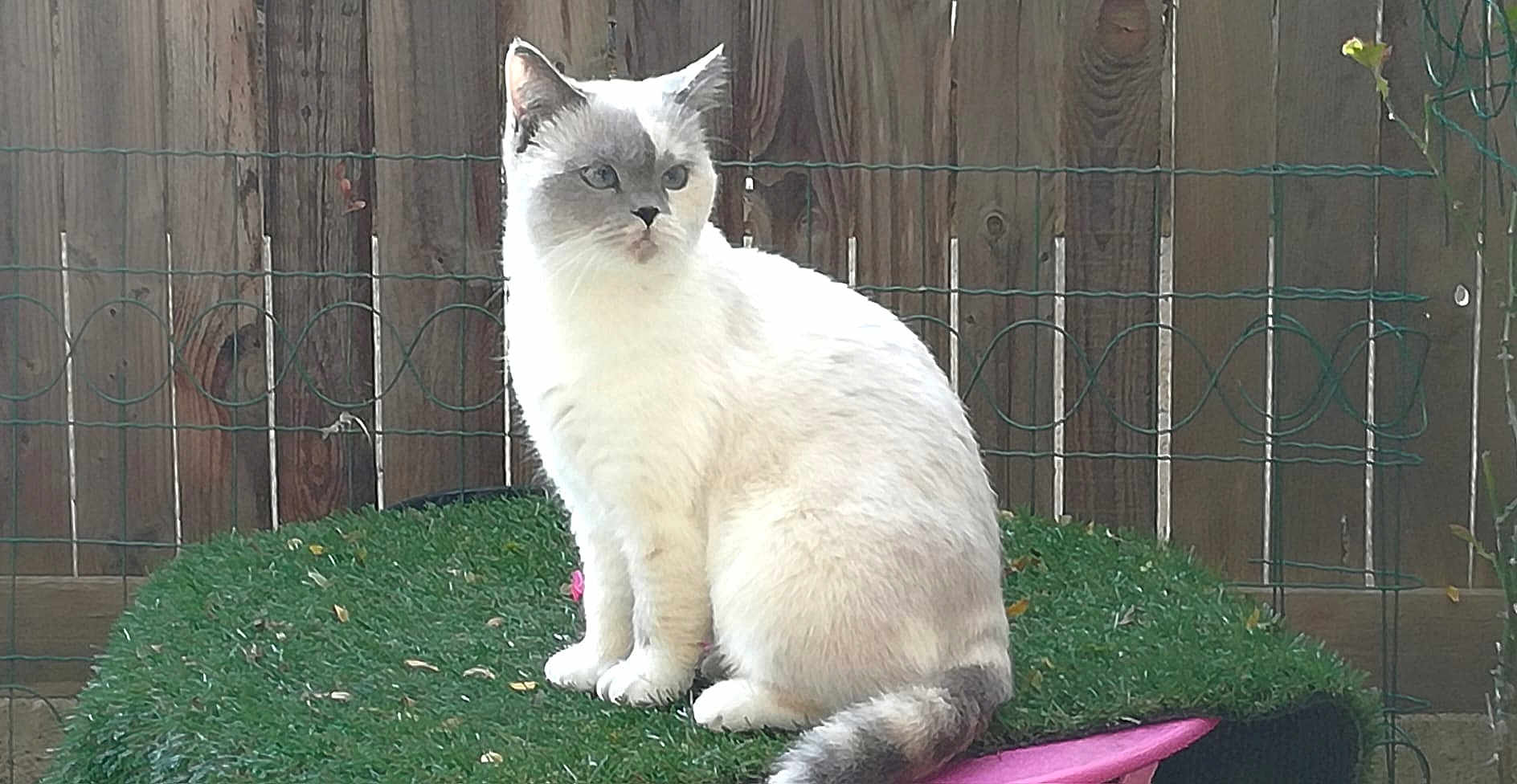 Momo a rejoint le concours — aidez-le/la à gagner de superbes lots ! cat, animal, pet, white_cat, gray_markings, sitting, outdoor, fence, wooden_fence, green_surface, tail, fur, whiskers, ears, eyes, nature, garden, quiet, calm, domestic_cat