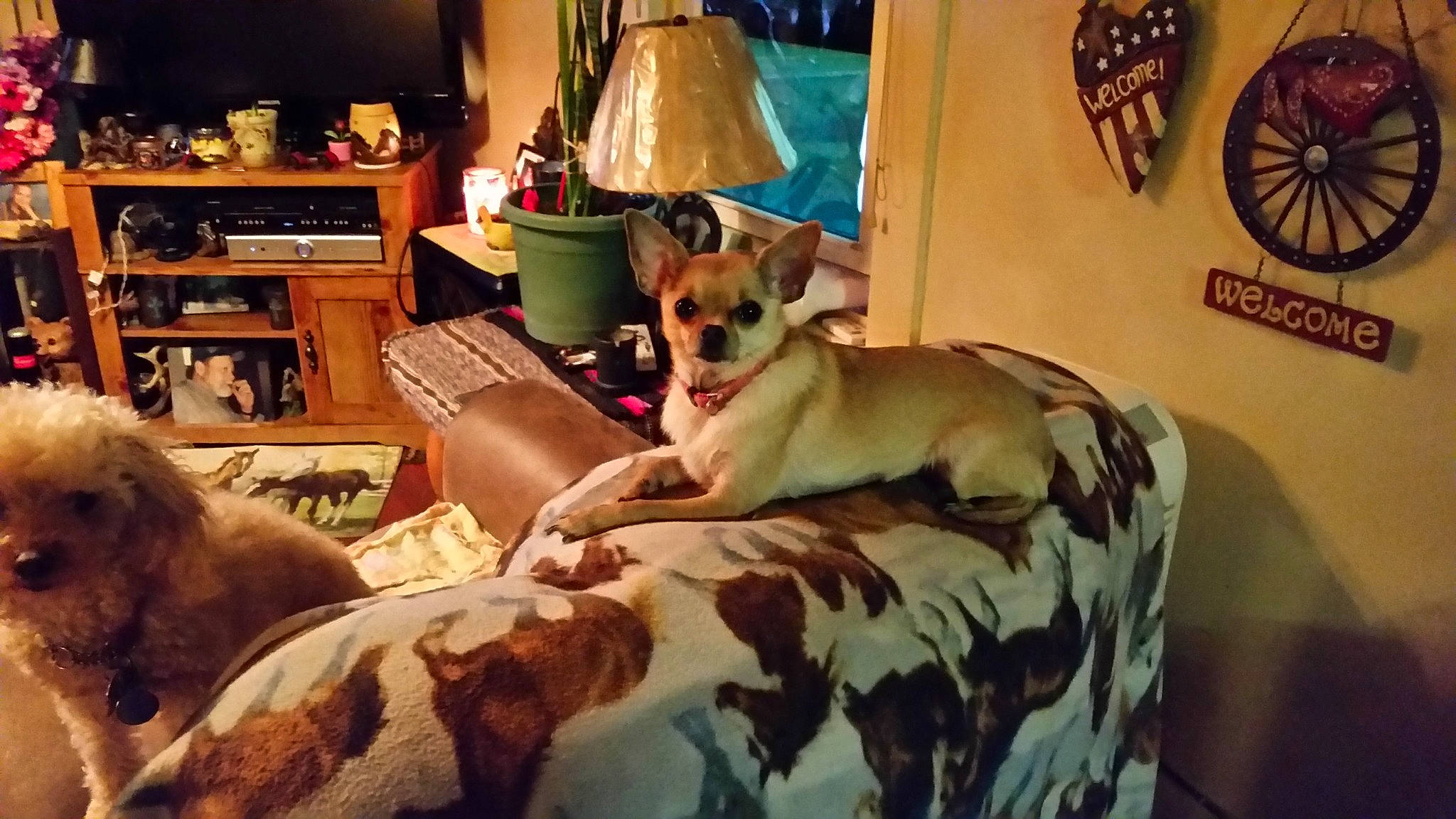 Little Bit is registered to the contest to win money with this photo: bedding, carnivore, comfort, companion_dog, couch, dog, dog_breed, fawn, felidae, flooring, fur, furniture, hardwood, lamp, linens, living_room, picture_frame, pillow, small_to_medium_sized_cats, wood