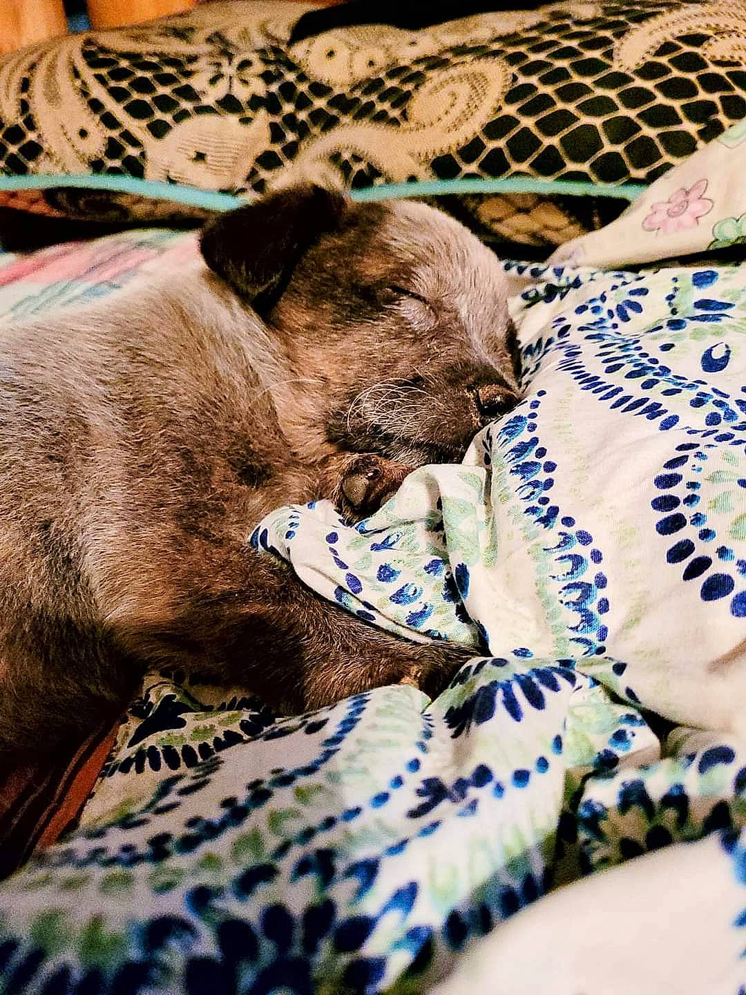 Gypsy Bell joined the competition — help win amazing prizes! canidae, carnivore, comfort, companion_dog, dog, dog_breed, fawn, felidae, fur, linens, liver, mesh, nap, pattern, snout, sporting_group, terrestrial_animal, whiskers, working_animal, wrinkle