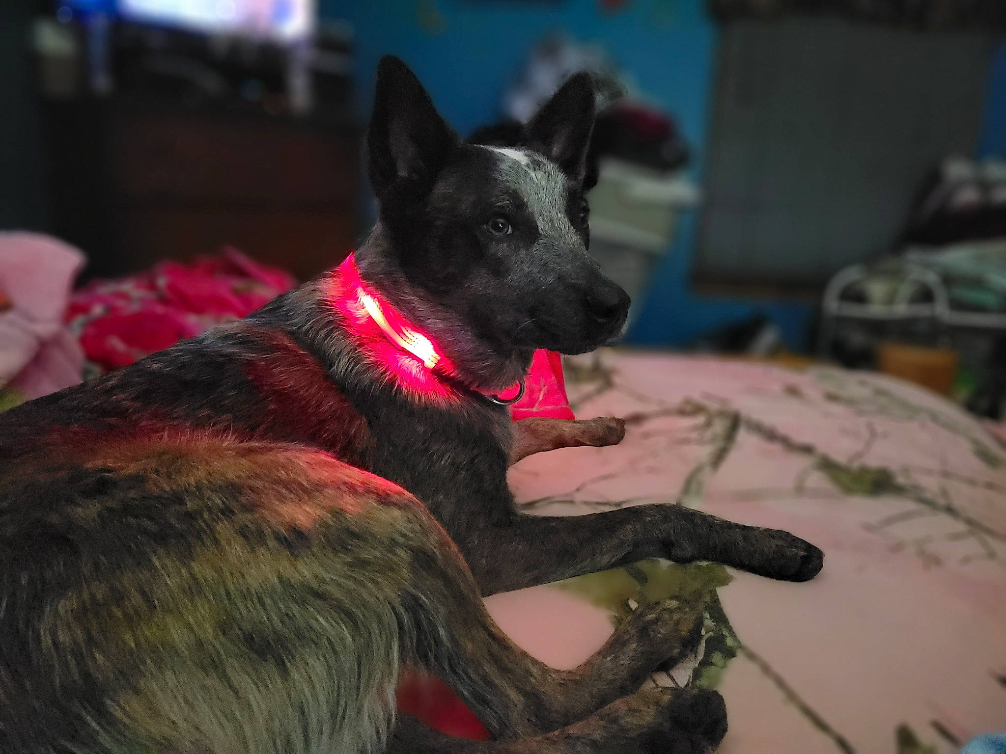 Gypsy Bell is registered to the contest to win money with this photo: canidae, carmine, carnivore, collar, comfort, companion_dog, dog, dog_breed, dog_collar, dog_supply, fawn, felidae, fur, magenta, snout, sporting_group, tail, terrestrial_animal, whiskers, working_animal