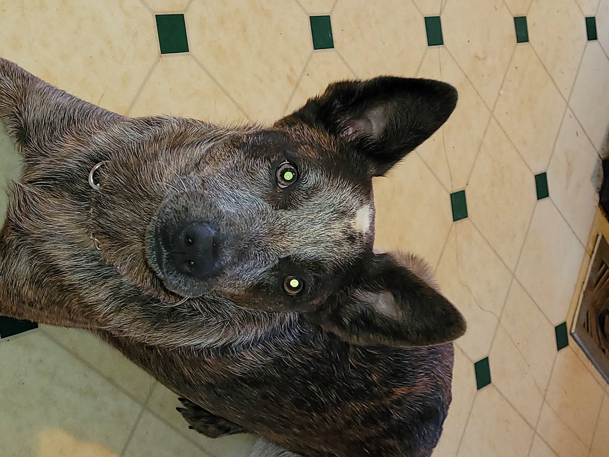 Gypsy Bell is registered to the contest to win money with this photo: bicycle, canidae, carnivore, dog, dog_breed, domestic_short_haired_cat, fawn, felidae, fur, grey, mammal, non_sporting_group, paw, small_to_medium_sized_cats, sporting_group, tail, terrestrial_animal, tile_flooring, whiskers, working_animal