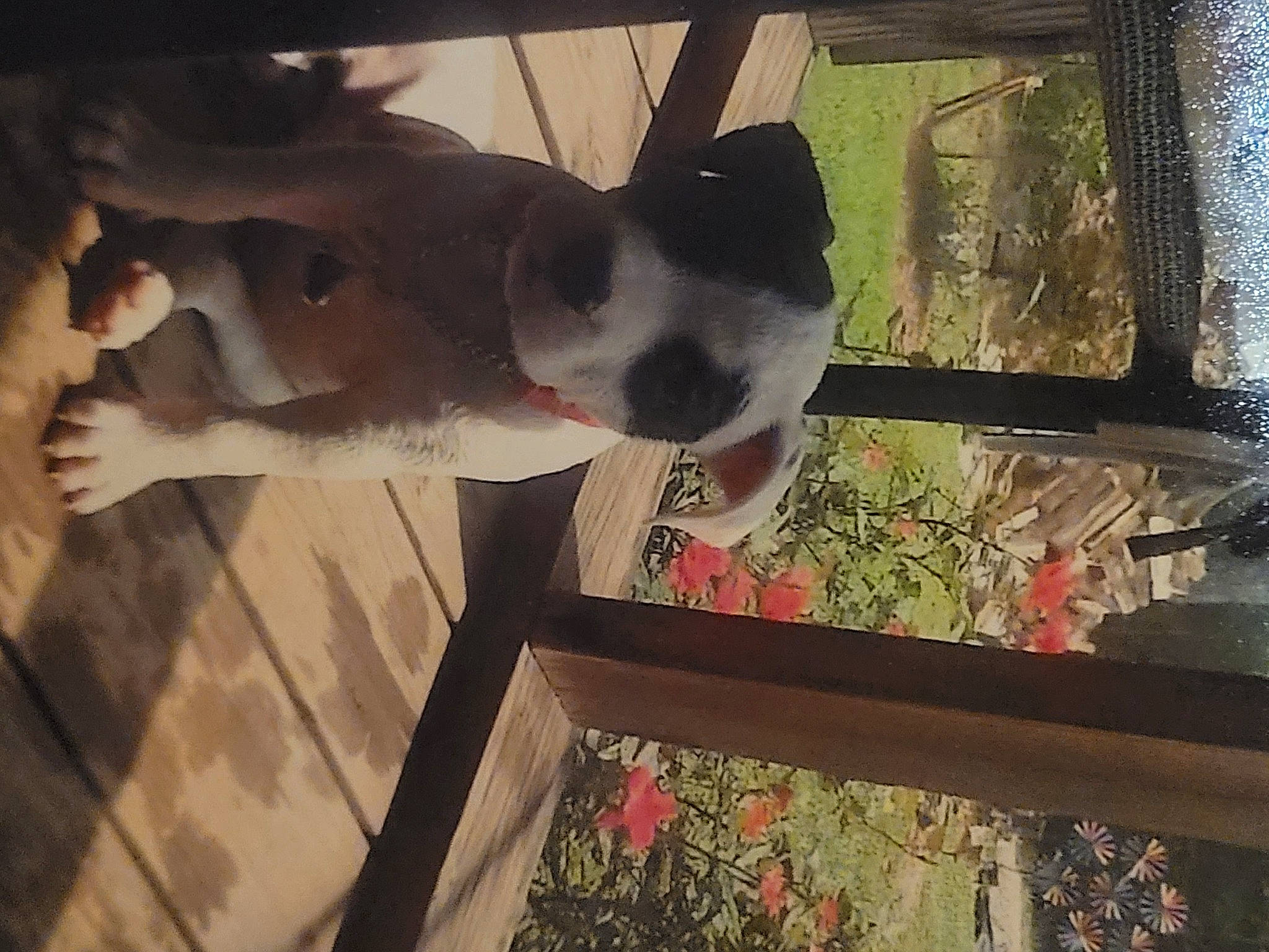 Daisy Mae joined the competition — help win amazing prizes! canidae, carnivore, companion_dog, dog, dog_breed, door, fawn, flooring, fur, mammal, plant, snout, sporting_group, tail, tints_and_shades, vertebrate, whiskers, window, wood, working_animal