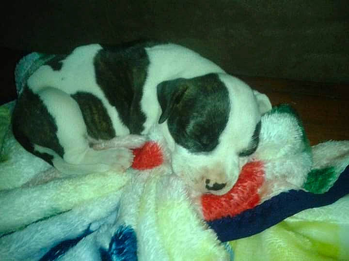 Daisy Mae joined the competition — help win amazing prizes! canidae, carmine, carnivore, comfort, companion_dog, dog, dog_breed, fawn, fur, nap, non_sporting_group, pattern, paw, pyrenean_mastiff, snout, sporting_group, tail, terrestrial_animal, working_animal