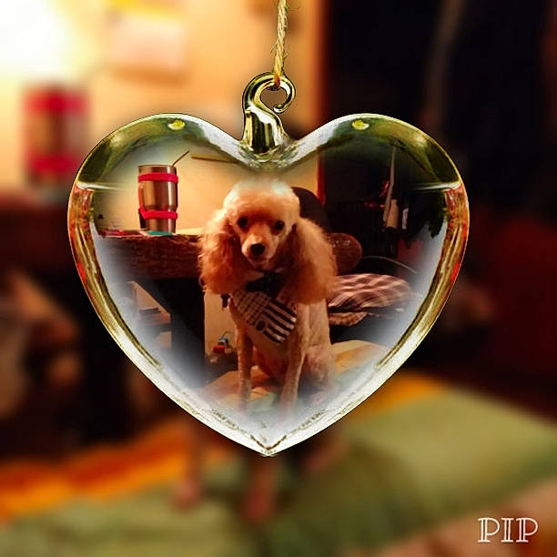 Rocky joined the competition — help win amazing prizes! canidae, carnivore, circle, companion_dog, dog, dog_breed, eyewear, fashion_accessory, fawn, fun, gesture, goggles, happy, ornament, reflection, snout, sporting_group, sunglasses, toy, working_animal