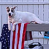 american_flag, animal, backyard, canine, daylight, dog, domestic_animal, fence, happy, outdoor, pet, relaxed, resting, stars, stripes, summer, table, tongue_out, white, wood