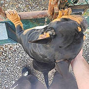 Barlou a rejoint le concours — aidez-le/la à gagner de superbes lots ! accessories, adult, animal, canine, clothing, dog, footwear, hound, male, man, outdoors, pants, pebble, person, pet, puppy, road, rock, shoe, strap