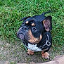 Barlou participe au concours pour gagner de l'argent avec cette photo : accessories, animal, bostonbull, boxer, bulldog, canine, dog, field, frenchbulldog, grass, grassland, green, hound, lawn, nature, outdoors, pet, pitbull, plant, puppy
