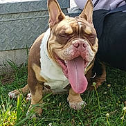 Hades a rejoint le concours — aidez-le/la à gagner de superbes lots ! dog, happy, tongue_out, grass, outdoor, pet, brown_and_white, sitting, sunlight, ears_up, closeup, animal, companion, cute, smiling, person_partial, casual_clothing, nature, daytime, relaxed