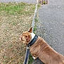 dog, brown_dog, sidewalk, grass, leash, collar, outdoor, pet, canine, walking, pavement, street, nature, animal, daylight, fur, ears, snout, walking_dog, leashed_pet