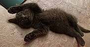 Ruby is registered to the contest to win money with this photo: animal, blanket, cat, cozy, cute, device, fur, furry, gray, home, indoor, kitten, nap, paw, pet, relaxed, resting, sleeping, soft, tablet