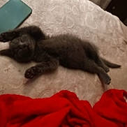 Ruby joined the competition — help win amazing prizes! kitten, gray_cat, sleeping, bed, blanket, phone, indoor, furniture, cozy, pet, animal, resting, fur, paw, tail, soft, cute, domestic_cat, nap, comfortable